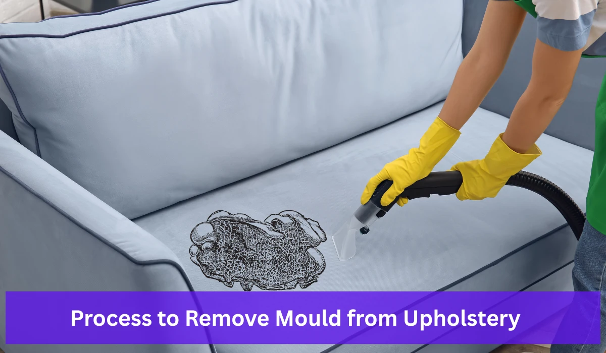 Couch Cleaner Removing Mould from Upholstery